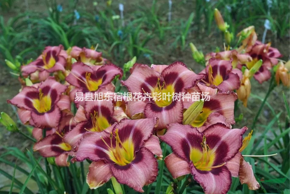 秋冬季節(jié)家里適合養(yǎng)什么植物（萱草、鳶尾、玉簪、宿根花卉）