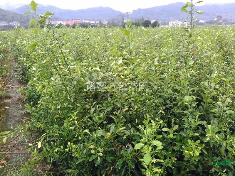 浙江諸暨萬(wàn)鋒苗圃供應香泡苗