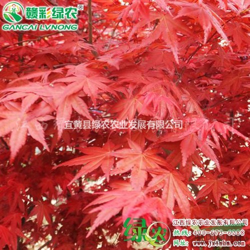 日本紅楓紅舞姬小苗 江西紅舞姬樹苗 新葉鮮紅紅楓 觀賞性強