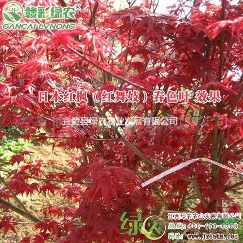 日本紅楓紅舞姬小苗 江西紅舞姬樹苗 新葉鮮紅紅楓 觀賞性強