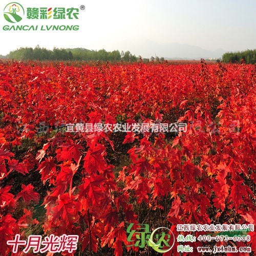 美國紅楓十月光輝 城市綠化美 流行紅楓樹種 美國紅楓小苗