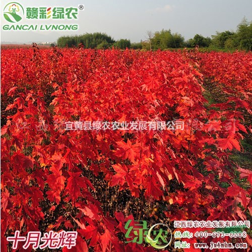 美國紅楓十月光輝 城市綠化美 流行紅楓樹種 美國紅楓小苗