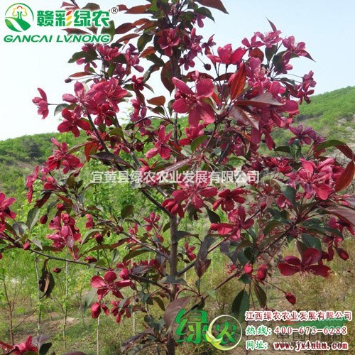 王族海棠 花期4月 江西海棠樹(shù)苗供應(yīng) 正宗北美海棠 王族海棠