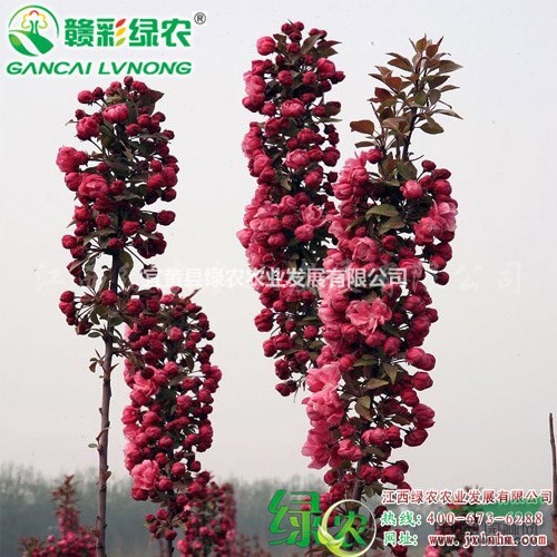 王族海棠 花期4月 江西海棠樹(shù)苗供應(yīng) 正宗北美海棠 王族海棠