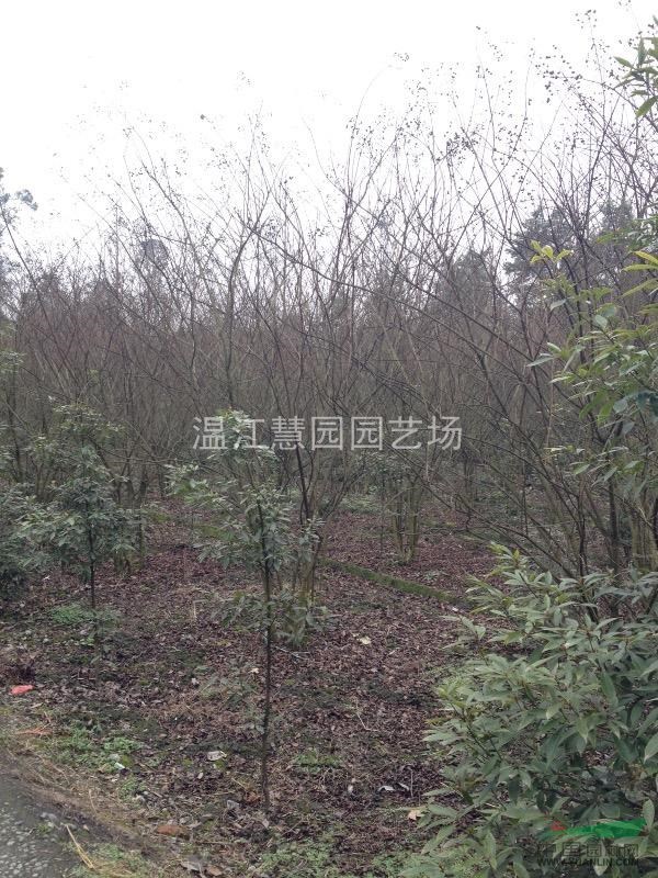 地籠紅花紫薇出售