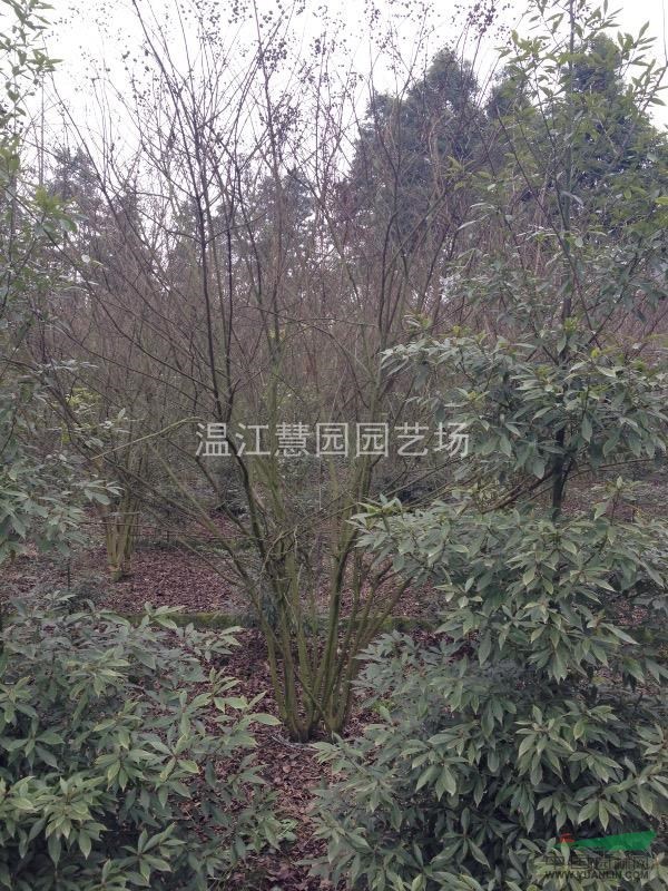 地籠紅花紫薇出售
