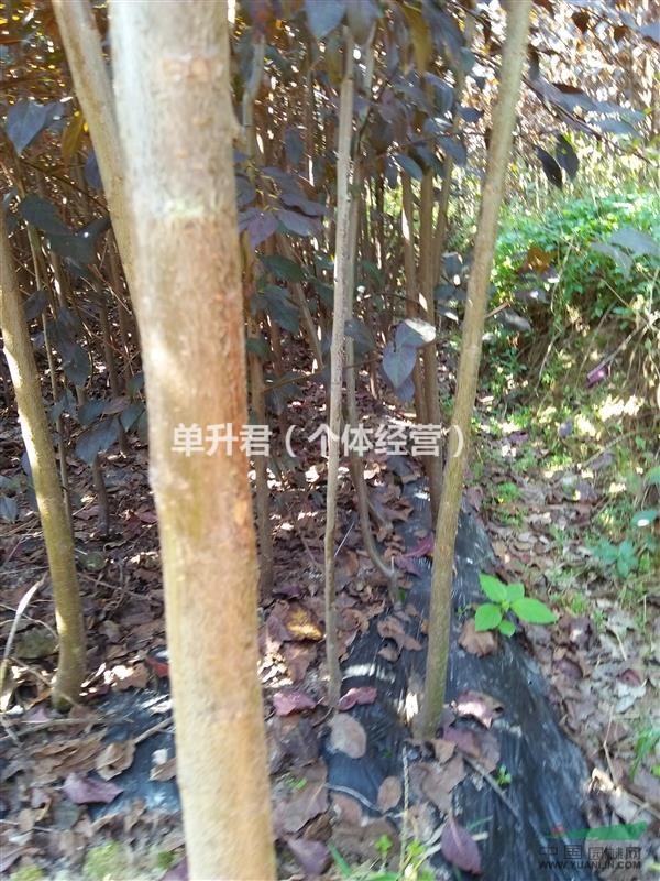 紅葉李，低價出售，