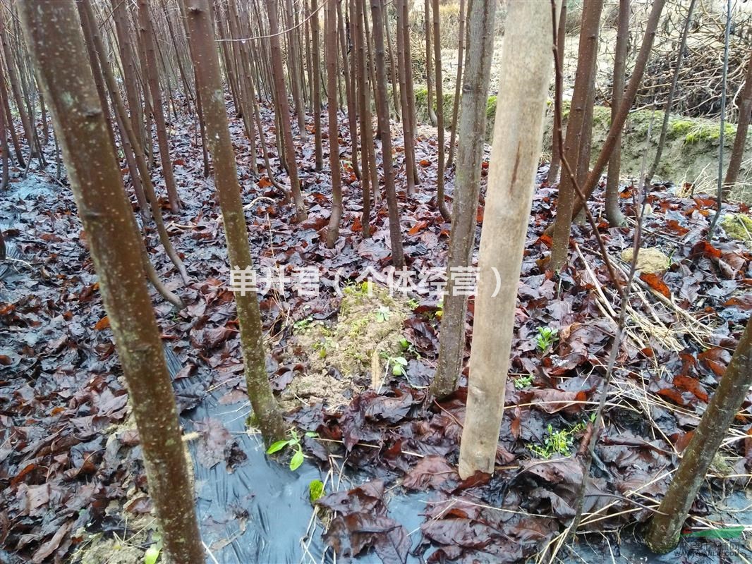 紅葉李，低價出售，
