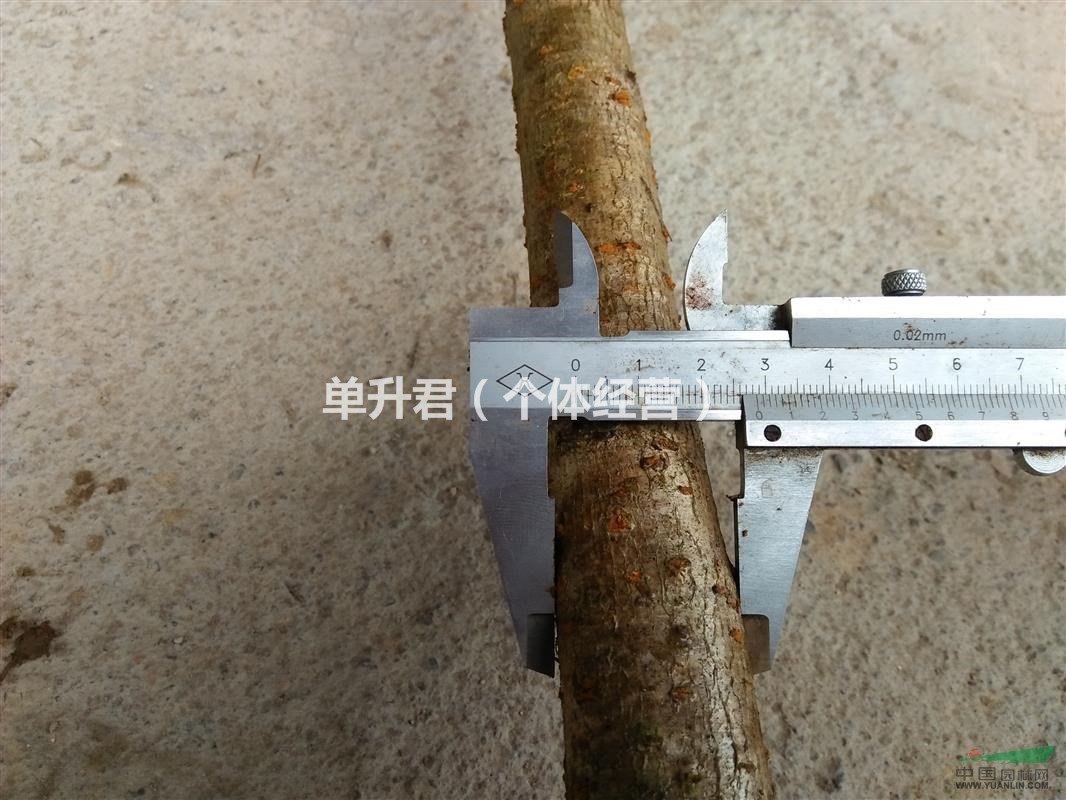 櫻花小苗，低價處理