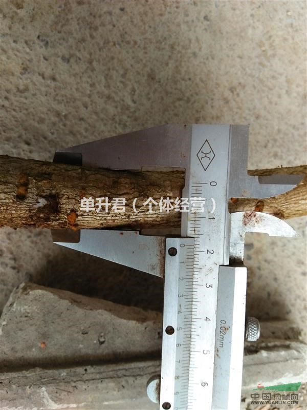 櫻花小苗，低價處理