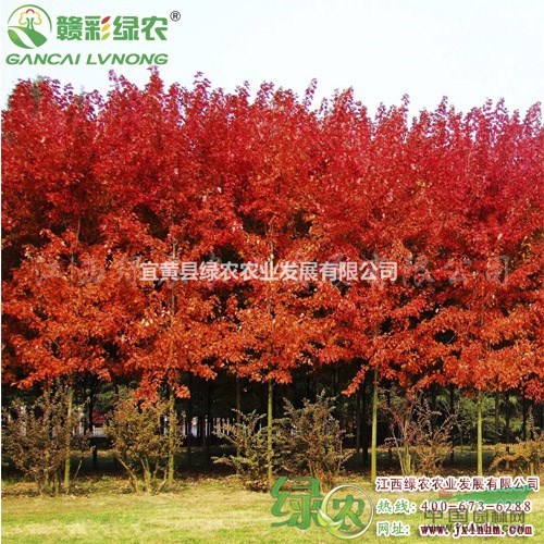 北美紅櫟 江西紅櫟苗價(jià)格 正宗北美紅櫟樹苗價(jià)格 北美紅櫟圖片