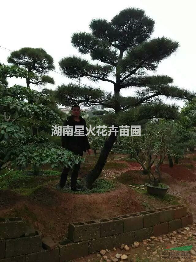 湖南長沙大量供應(yīng)羅漢松/造型羅漢松5.6.7公分