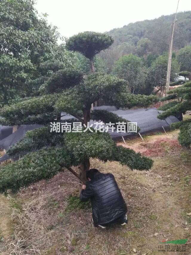 湖南長沙大量供應(yīng)羅漢松/造型羅漢松5.6.7公分