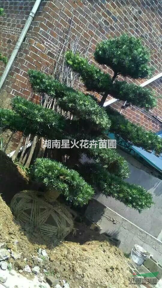 湖南長(zhǎng)沙大量供應(yīng)羅漢松/造型羅漢松8-10公分