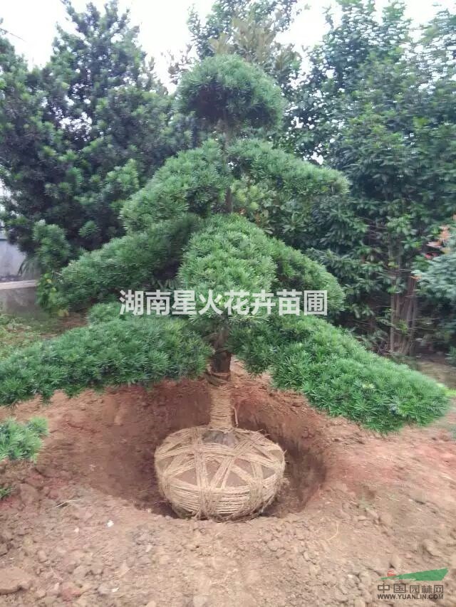 湖南長(zhǎng)沙大量供應(yīng)羅漢松/造型羅漢松8-10公分