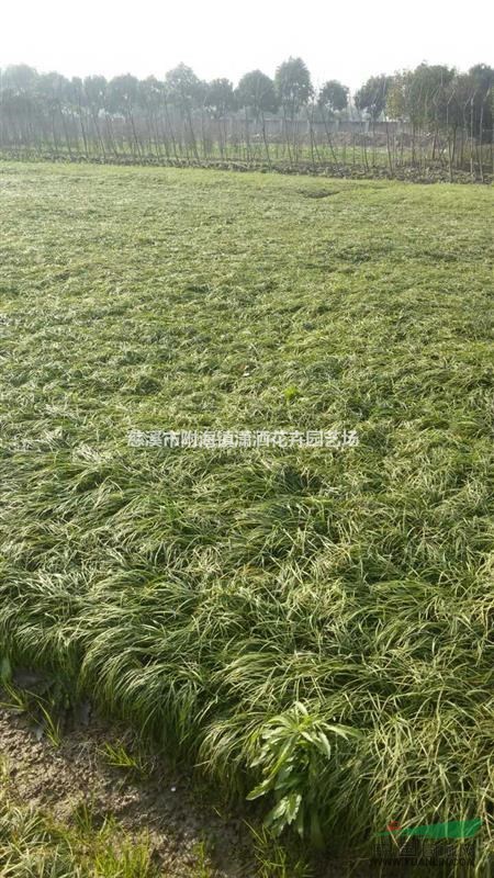 浙江出售麥冬草，最新麥冬草批發(fā)價格