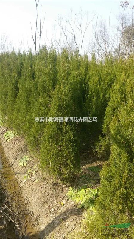 浙江慈溪供應(yīng)1米到2米高蜀檜，1萬棵蜀檜特價(jià)批發(fā)
