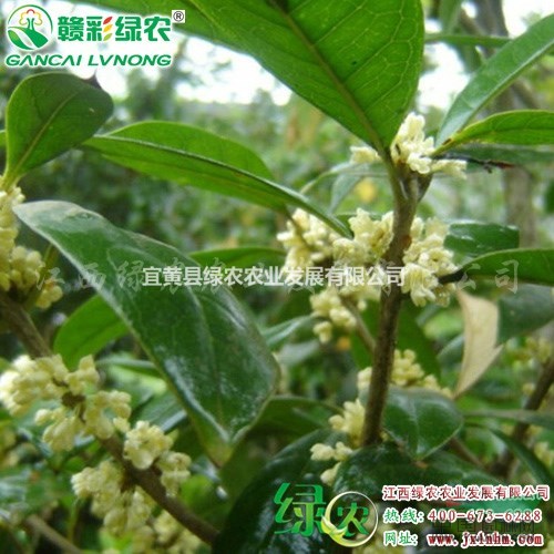 日香桂 江西桂花樹苗供應(yīng)商 正宗日香桂小苗價格 日香桂圖片 
