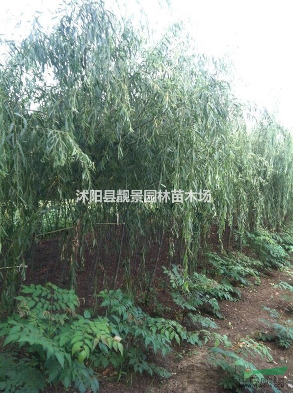 高杆女贞价格 高杆女贞种子批发 高杆女贞苗图片