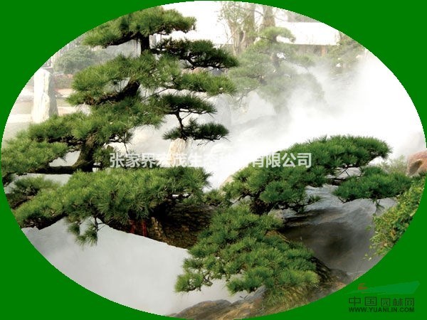 羅漢松優(yōu)質(zhì)種子供應(yīng)張家界桑植地區(qū)