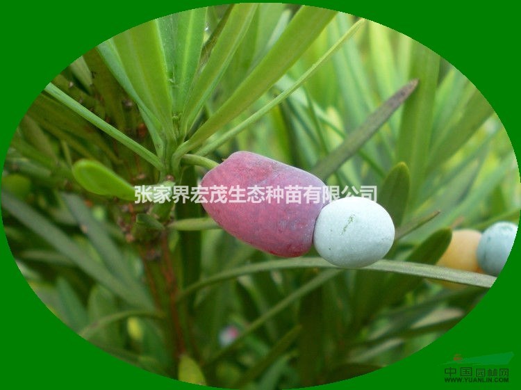 羅漢松優(yōu)質(zhì)種子供應(yīng)張家界桑植地區(qū)