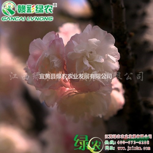 供應重瓣櫻花樹苗 正宗貴妃櫻小苗新生產(chǎn)基地 貴妃櫻圖片  