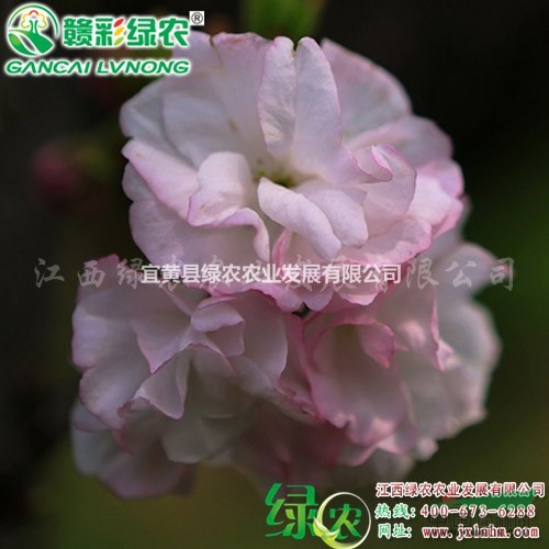 供應重瓣櫻花樹苗 正宗貴妃櫻小苗新生產(chǎn)基地 貴妃櫻圖片  