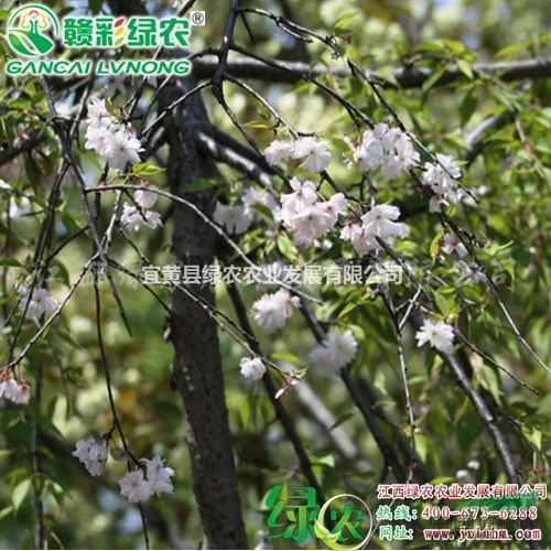 雨晴垂枝櫻 供應(yīng)羽城垂枝櫻樹苗 江西正宗櫻花苗 垂枝櫻花小苗