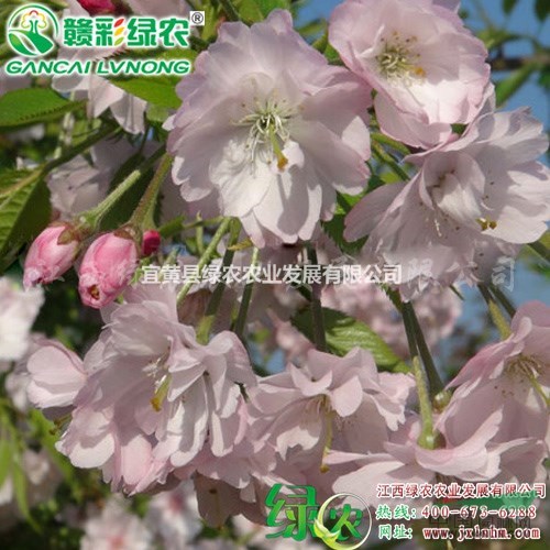 雨晴垂枝櫻 供應(yīng)羽城垂枝櫻樹苗 江西正宗櫻花苗 垂枝櫻花小苗