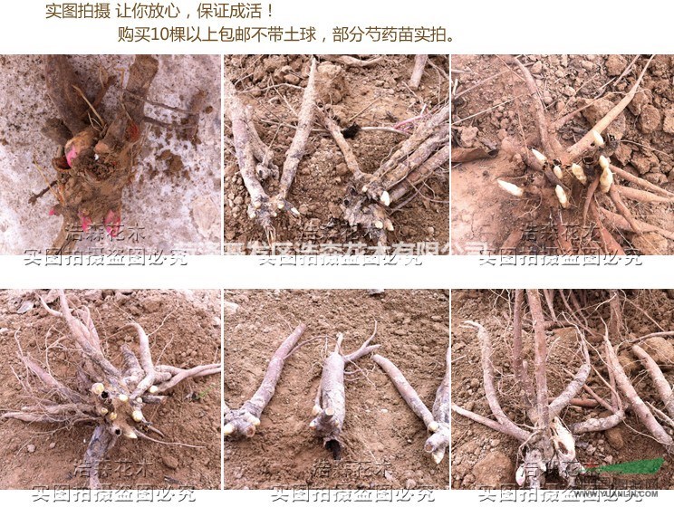 粉面桃花芍藥廠家直銷