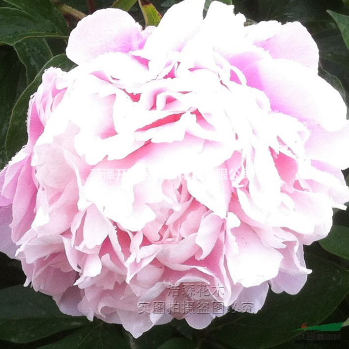 粉面桃花芍藥廠家直銷