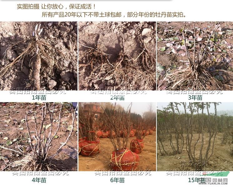 胡紅苗花卉綠植精品牡丹苗 牡丹花苗 【大胡紅】室內(nèi)陽臺(tái)庭院盆