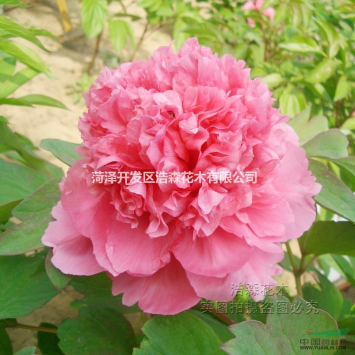 胡紅苗花卉綠植精品牡丹苗 牡丹花苗 【大胡紅】室內(nèi)陽臺(tái)庭院盆