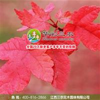 美化城市園林珍稀樹種-美國紅楓紅點紅楓 出售紅楓小苗 