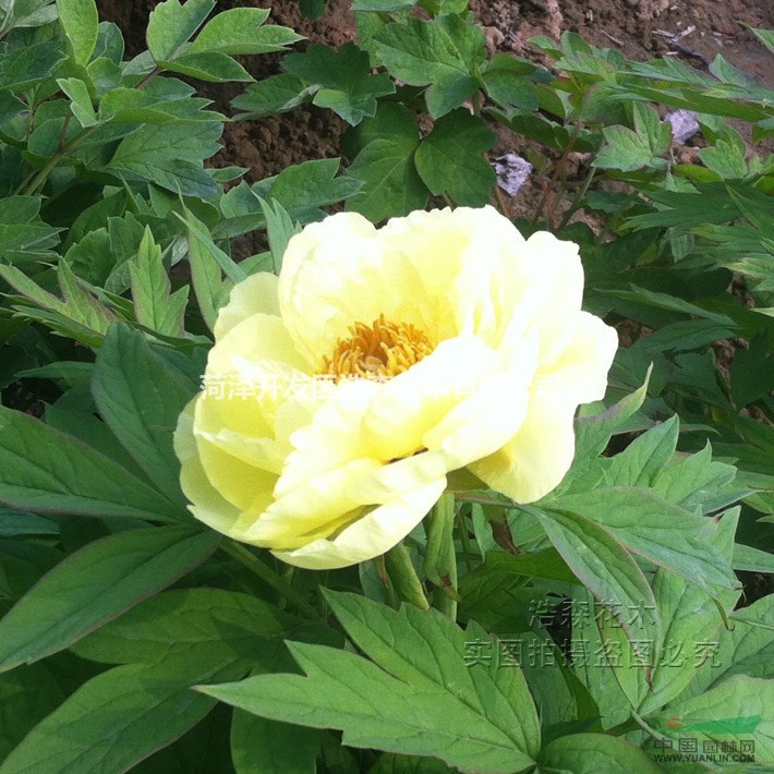 【熱售中】【海黃】菏澤牡丹苗 黃色極品 國(guó)花牡丹 廠家直銷 