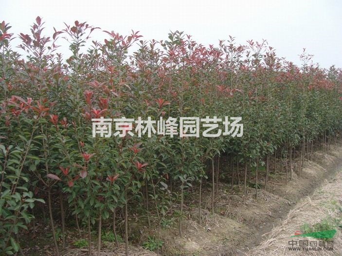 紅葉石楠基地，紅葉石楠價(jià)格表