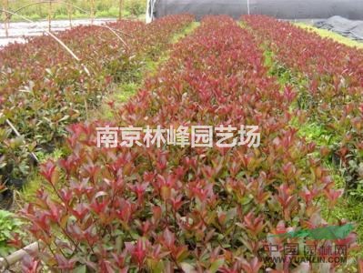 紅葉石楠基地，紅葉石楠價(jià)格表