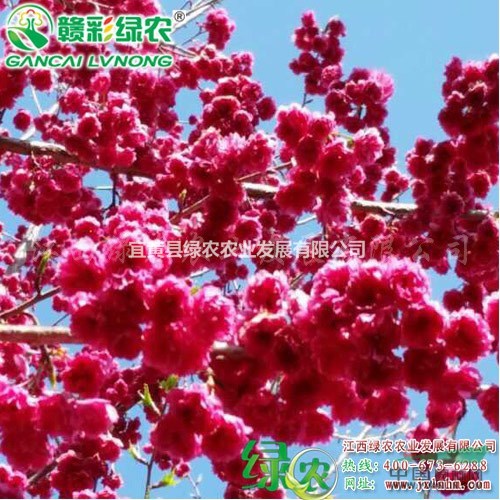 臺(tái)灣牡丹櫻 供應(yīng)牡丹櫻花嫁接苗 一年苗樹苗供應(yīng)包成活