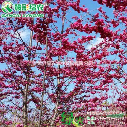 臺(tái)灣牡丹櫻 供應(yīng)牡丹櫻花嫁接苗 一年苗樹苗供應(yīng)包成活