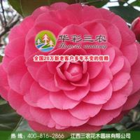 優(yōu)良的茶花園藝品種-六角大紅茶花 出售茶花小苗 供應(yīng)茶花小苗