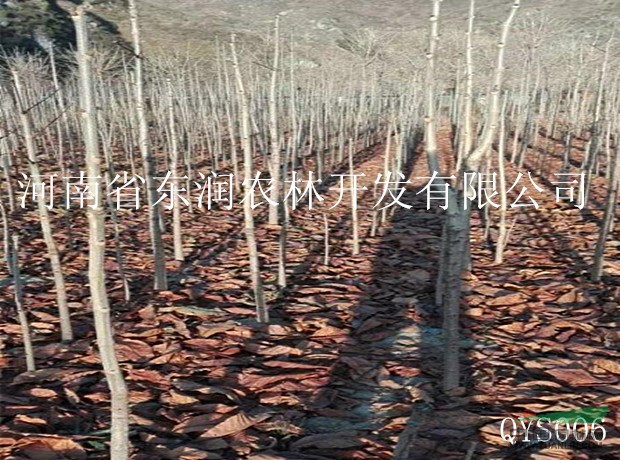 七葉樹種子，1-3公分七葉樹小苗，河南東潤基地