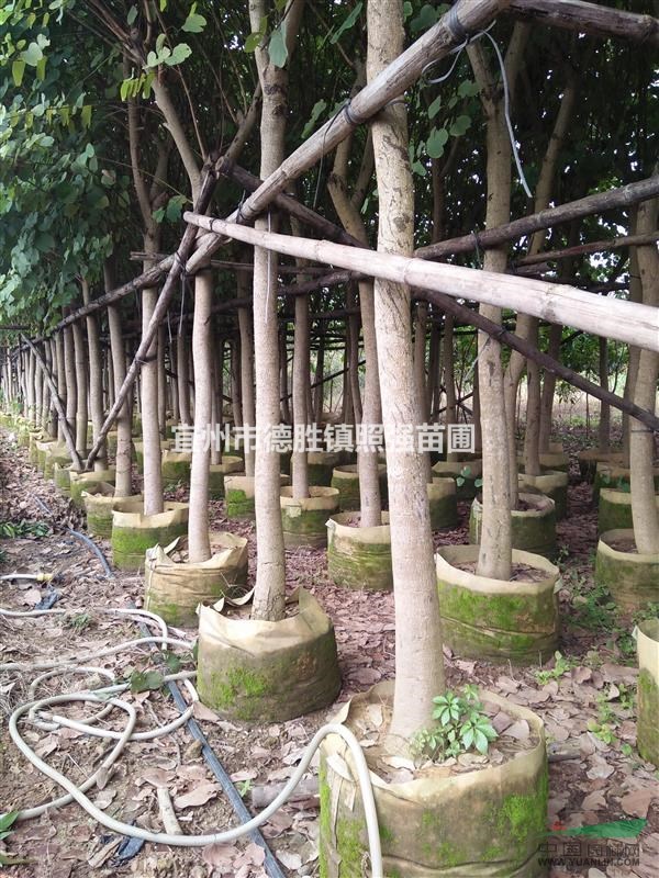 廣西地區(qū)宮粉紫荊8-9公分