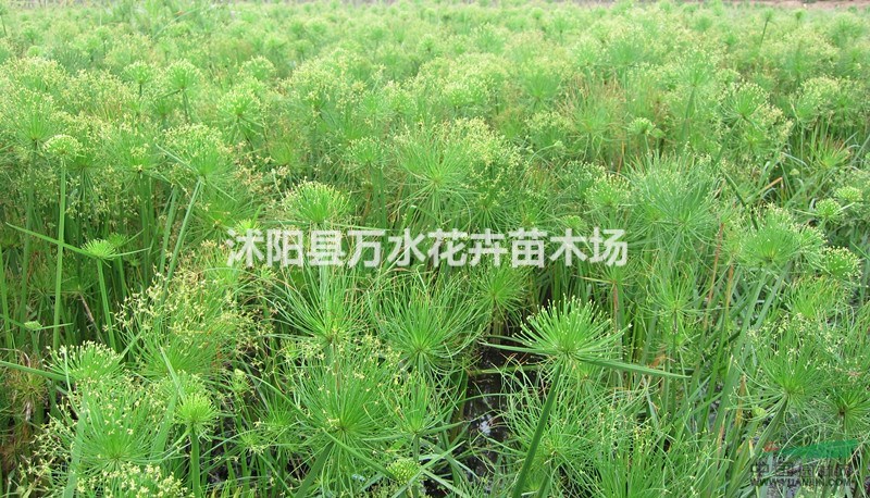 濕地種植細(xì)葉水莎草 紙莎草 園林景觀專用池塘種植綠化