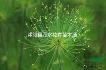 濕地種植細(xì)葉水莎草 紙莎草 園林景觀專用池塘種植綠化