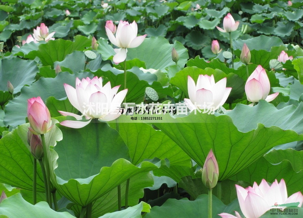 水生植物 挺水植物 荷花種藕  種根 種苗 觀賞植物池塘造景