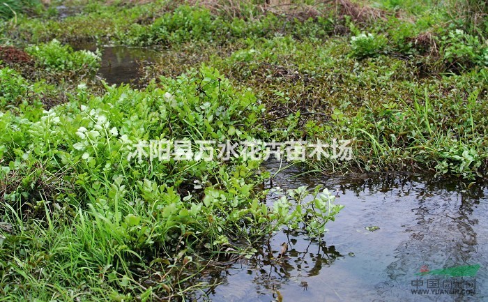 水生植物 野生水芹菜苗 濕地種植 浮島種植 常綠植物