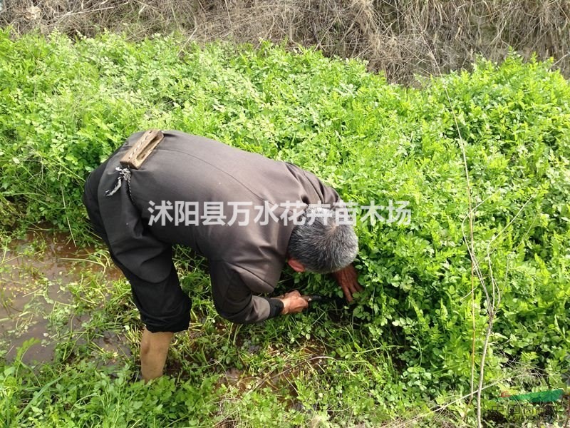 水生植物 野生水芹菜苗 濕地種植 浮島種植 常綠植物