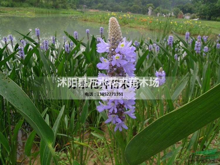 梭魚草海壽花苗濕地植物 池塘綠化 人工浮島種植