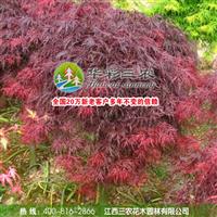 庭院綠化新品種苗木-石榴紅羽毛楓 供應(yīng)紅楓小苗 紅楓小苗價(jià)格