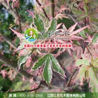 優(yōu)良的園林植物品種-日本紅楓蝴蝶楓 出售蝴蝶楓苗 批發(fā)蝴蝶楓